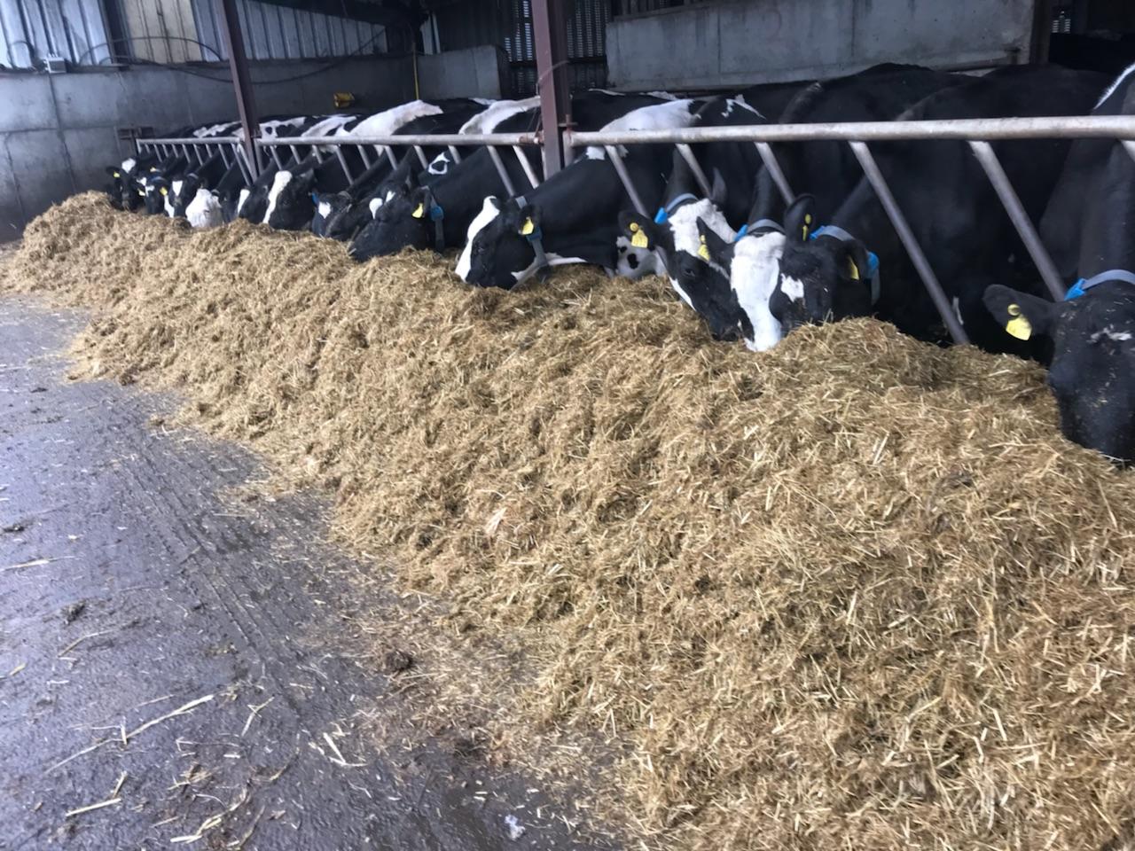 Dairygold importing fodder to alleviate critical shortage