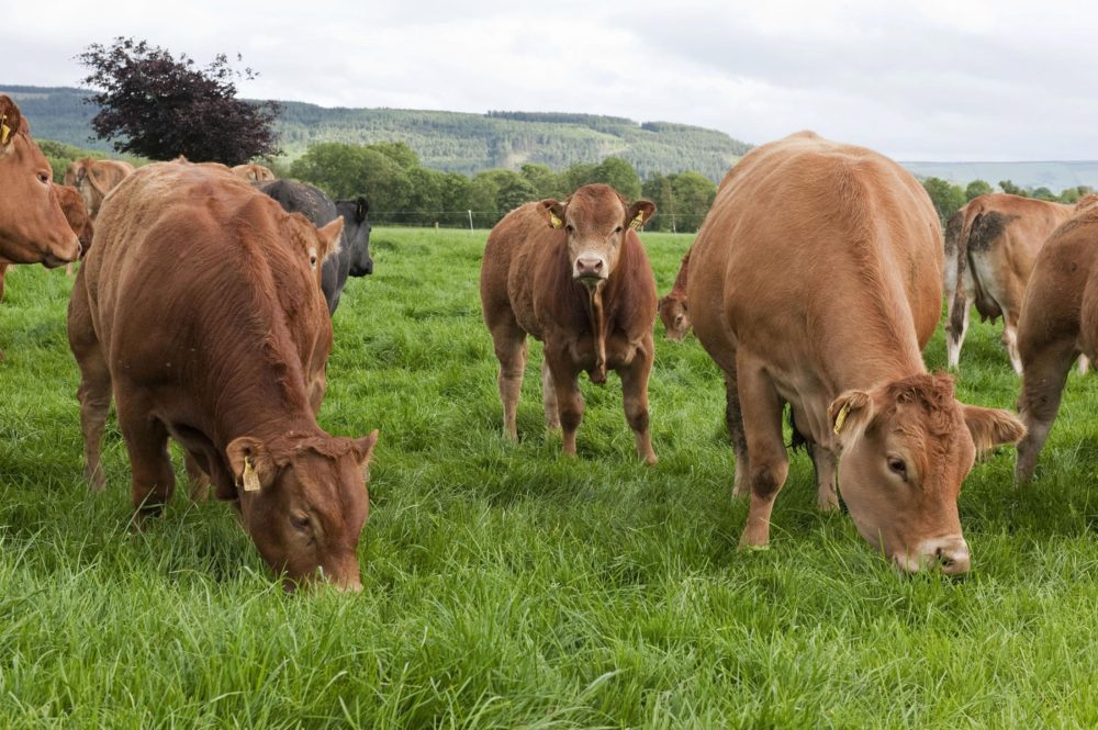 Dairygold’s Beef Expo 2018